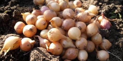 Kada saditi zimski luk u sibiru